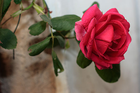 première rose du printemps